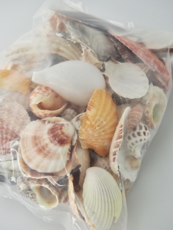 11月のお買い得 [20%OFF]貝殻ごちゃまぜミックス-B品-【約1.5～8ｃｍ/約1ｋｇ】 En: B grade Assorted (Size:1.5-8cm, per 1ｋg)