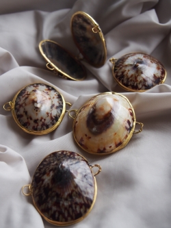 貝殻の小物入れ-クリームブリュレ(テツディナリア)-【5cm前後/1個】 En:  Shell coin purse -pattella tetsudinaria- (size:approx.5cm, per 1pcs)
