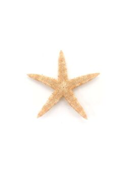 モミジ【6ｃｍ前後】[メール便可 - 50個まで]　En: Sugar starfish (size:6ｃｍ) 貝殻