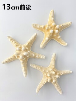 コブヒトデ【13ｃｍ前後】En: Philippine starfish (size: approx. 13cm) 貝殻
