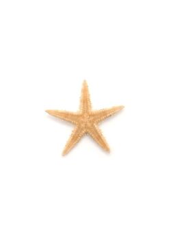 7月のお買い得 [20%OFF]モミジ【3.5ｃｍ前後】[メール便可 - 300個まで]　En: Sugar starfish (size:3.5ｃｍ)
