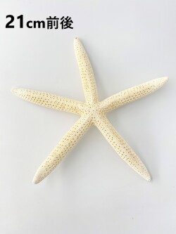 スターフィッシュ【21ｃｍ前後】（En：Finger Starfish, size: approx. 21cm） 貝殻