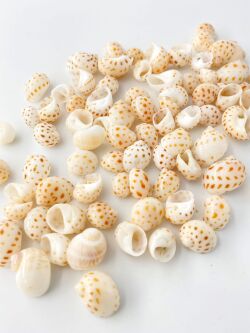 アラゴマフダマ【約1～1.5ｃｍ】[メール便可-400ｇまで]    En: Naticarius onca(Size:1-1.5cm)