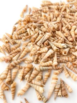 テレブラ トリテリア（キリガイダマシ）【約1～3ｃｍ/100ｇ】[メール便可-5袋まで]   En: Screw Turritella(Size:1-3cm, per 100g)