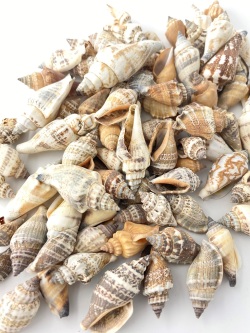 ウルシス【約2.5～5.0ｃｍ/500ｇ】   En: Strombus Urces (Size:2.5-5cm,per 500g) 貝殻