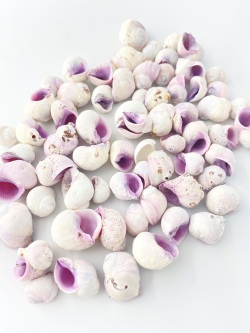 クチムラサキサンゴヤドリ【約1.5～3.0ｃｍ】[メール便可-500ｇまで]En: Cebu beauty (size:1.5-3cm) 貝殻