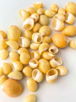 トミガイオレンジ磨き【約1～3ｃｍ/100ｇ】[メール便可-6袋まで]  En: Polinices mammilla  orange (Size:1-3cm, per 100g)