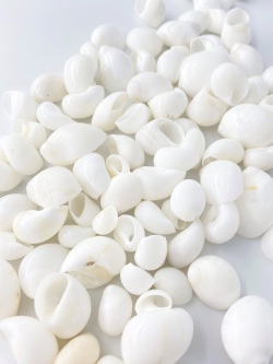 トミガイ磨き【約1.0～2.5ｃｍ/100ｇ】[メール便可-4袋まで]   En: Polinices mammilla  polished (Size:1-2.5cm, per 100g) 貝殻