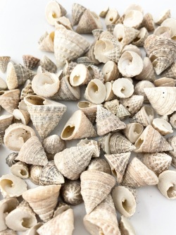 グランディナ大小ミックス(ウズガイ)【約1～3ｃｍ/500ｇ】   En: Echinellopsis grandinatus (size: 1-3cm, per 500g) 貝殻
