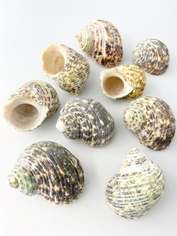 マルサザエ【約5～6ｃｍ/500g 】  En:Turbo setosus (size:5-6cm, per 500g) 貝殻