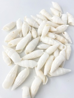 7月のお買い得 [20%OFF]ベルタガス(タケノコカニモリ)【約3～6cm】[メール便可-400gまで] En:Rhinoclavis vertagus