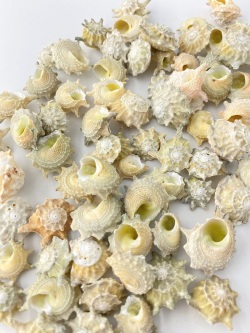 ハグルマウラウズ【約1.5～3.0ｃｍ】[メール便可-300gまで] 　En:  Astralium calcar (Size:1.5-3cm)