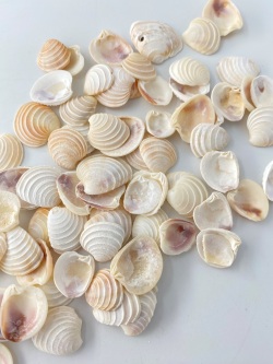 ケーキシェル(ハナガイ)【約2.0～2.5ｃｍ】[メール便可-400ｇまで]En: Wedding cake shell (size:2-2.5cm)