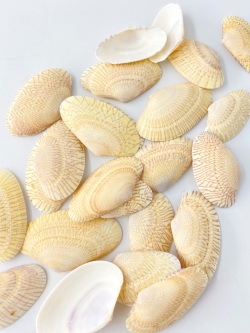 ナイロン(サラサスダレガイ)【約4.0～5.0ｃｍ】[メール便可-200gまで]    En:  Nylon Shell (Size:4-5cm)