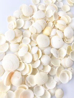 ミニツキガイ【約1.5～3.0ｃｍ/500ｇ】[メール便可-1袋まで]　En:  Codakia tigerina (Size:1.5-3cm, per 500g)