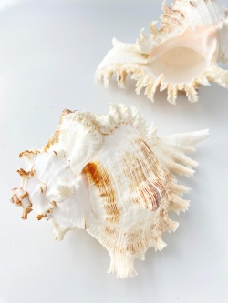 テングガイ【約18～20ｃm】En: Murex Ramosu (size:18-20cm) 貝殻