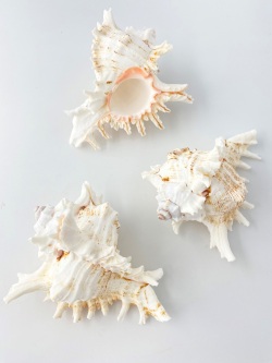 テングガイ【約12～14ｃｍ】En: Murex Ramosu (size:12-14cm) 貝殻