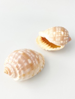 イワカワトキワガイ【約5.5～6.5cｍ/1個】 En: Malea pomnm(Size:5.5-6.5cm, per 1pc) 貝殻