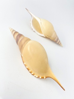 ワタナベボラ【約12～14ｃｍ】 En:Tibia martini (Size:12-14cm) 貝殻