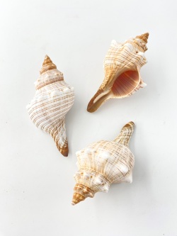 イトマキボラ【約8～10ｃｍ】 En: Facsciolaria Trapezium (size:8-10cm) 貝殻