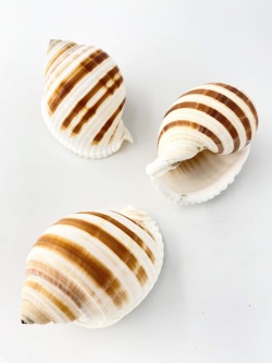 ミヤシロガイ【約10～12ｃｍ】　En: Tonna sulcosa (size:10-12cm) 貝殻