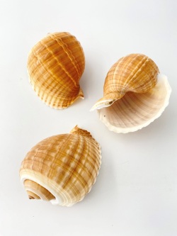 スジウズラ【約8～10cm】En: Tonna olearium (size:8-10cm) 貝殻
