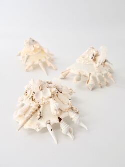 クマサカガイB品【約8～10ｃｍ/1個】  En:Pallid Carrier (Size:8-10cm, per 1pc)