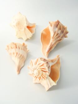 ヒダリマキコブシボラ【約12～15ｃｍ前後/1個】 En:Busycon perversum (size:approx.12-15cm, per 1pc) 貝殻