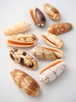 マクラガイ大【7ｃｍ前後/10個入】 En: Olive shell (size:7cm, per 10pcs) 貝殻