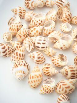 バイガイ-小-【約2～3ｃｍ】[メール便可-200g]　En:  Babalonia Areolata (Size:2-3cm) 貝殻