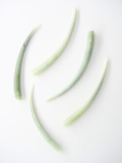 ミズイロツノガイ【約6～8cｍ/5本】[メール便可-25袋まで]  En:Dentalium aprinum (size:6-8cm, per 5pcs) 貝殻