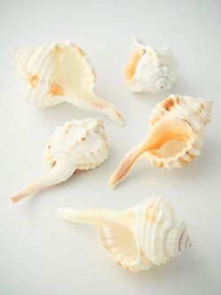 オナガガイ【5ｃｍ前後/5個】 En: Cymatium Caudatum (Size5cm, per 5pcs) 貝殻
