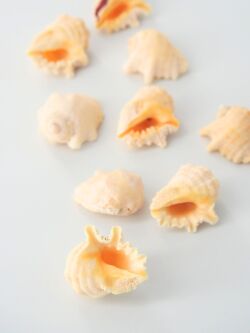 キイロイガレイシ【2ｃｍ前後/10個】[メール便可]   En: Drupa grossularia (size:approx.2cm, per 10pcs) 貝殻