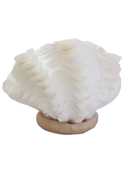 シャコガイ両面 現品 No.26（ヒレシャコガイ）【約30ｃｍ 4.5ｋｇ】 - Not for overseas sale -