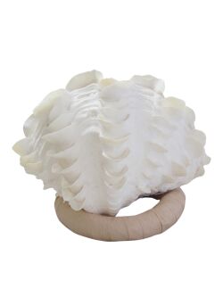 シャコガイ両面 現品 No.27（ヒレシャコガイ）【約26ｃｍ 3.6ｋｇ】 - Not for overseas sale -