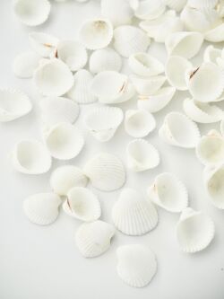 クラムローズ【約1.0～1.5ｃｍ】[メール便可-300ｇまで]  En:  Clam rose (size:1-1.5cm)