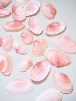 国産オオモモノハナ-片面-【約2.0～3.5ｃｍ/約10ｇ(約20枚)】[メール便可]