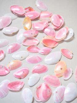 国産サクラガイ-片面-【約1.5～2.5ｃｍ/約5ｇ(約50枚)】[メール便可-12袋まで]