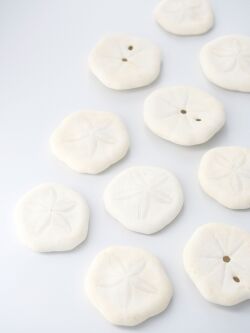 サンドドラー（ウスカシパン）【約3～4ｃｍ】　[メール便可-60個まで]    En: sand dollar (Size:3-4cm) 貝殻