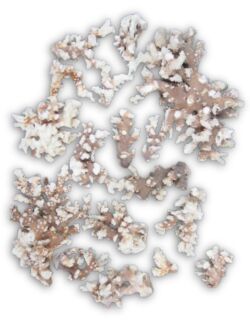 天然珊瑚(幹)【約7～25ｃｍ/約5ｋｇ】  - Not for overseas sale -