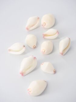 セムシウミウサギ【約2～3ｃｍ/5個】[メール便可-24袋まで]　En: Small Snow Cowrie  (Size:2-3cm, per 5pcs) 貝殻