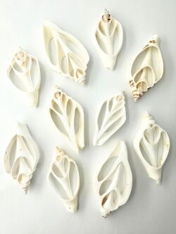 カット カナリウム ホワイト(サザナミスイショウガイ)【6cm前後】[メール便可]En: Shell Cut, Canarium white