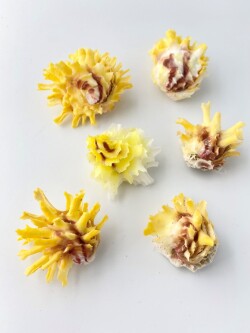ヒレインコ(イエロー)【約3～4.5ｃｍ/1個】 En: Chama lazarus yellow (size:3-4.5cm, per 1pc) 貝殻