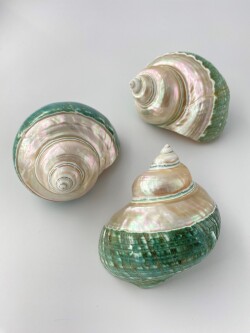 ターボブロゴス真珠磨き・グリーン(アフリカヤコウガイ)【9ｃｍ前後/1個】En:Turbo Burgess polished green(Size:9cm, per 1pc) 貝殻