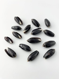 クロマクラガイ【約2～3.5ｃｍ/10個入】[メール便可]  En: Black Olive(size:2-3.5cm, per 10pcs)   貝殻