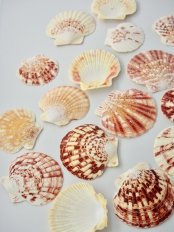 サンセットシェル(コダイニシキヒヨク）【約5～6ｃｍ/500g 】En: Sunset shell (size: 5-6cm, per 500g)