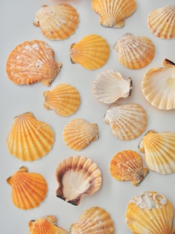 ビクセロムオレンジ片面（ツヅレキンチャクガイ）【約3～5ｃｍ】[メール便可-300ｇまで]   En:Pecten vixellum orange (size:3-5cm)