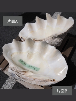 オオジャコガイ-おまかせ発送-  送料込み商品