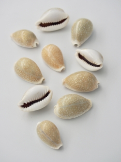 ハツユキダカラ【約3～4ｃｍ/10個】[メール便可-6袋まで]  En:Miliaris cowrie (Size:3-4cm, per 10pcs) 貝殻