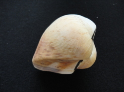 トリガージョンイロンガトン【約7ｃｍ±1ｃｍ/1個】En: Thrycadium Ilonkaton (Size:7cm, per 1pc) 貝殻